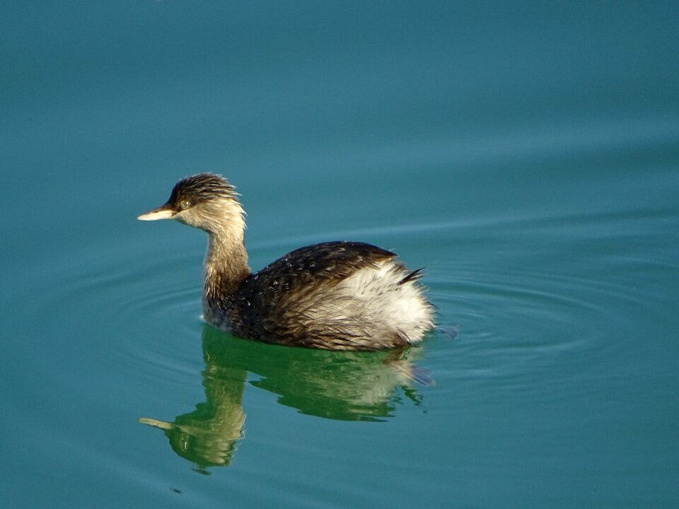 Australian native bird swimming water