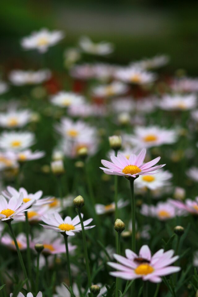 S hayfields wildflower