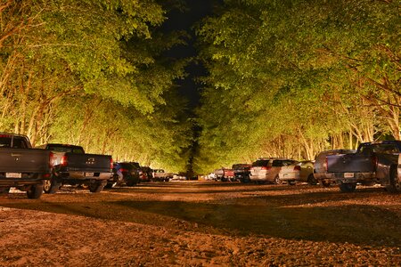 Trees long exposure night photo