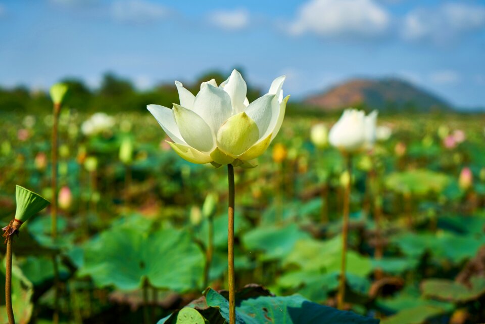 Plant beautiful flowers