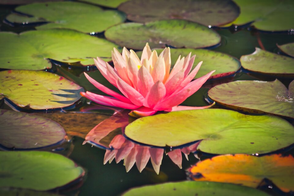 Blossom bloom water