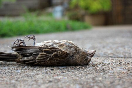 Dead bird death gray death