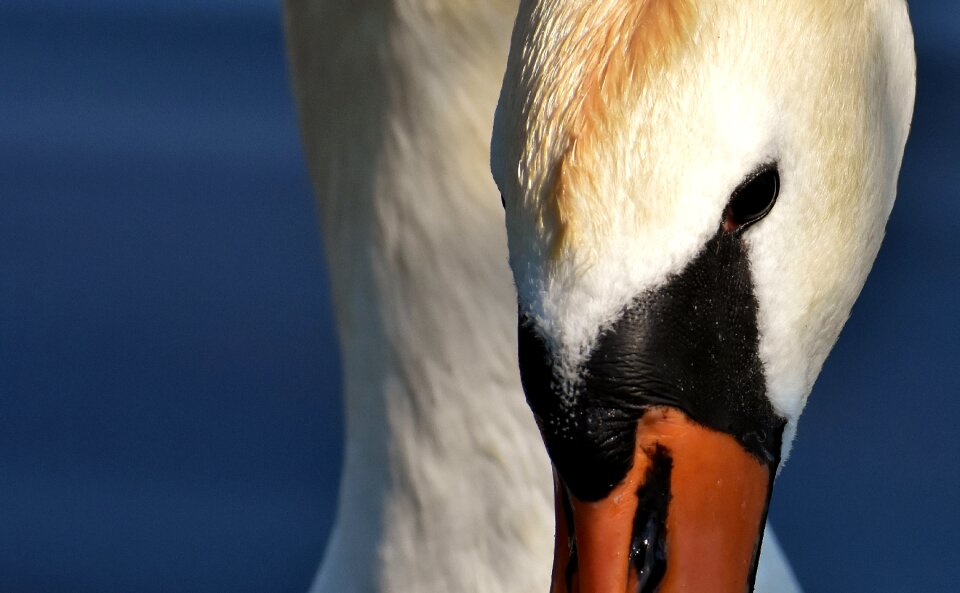 Plumage white beautiful