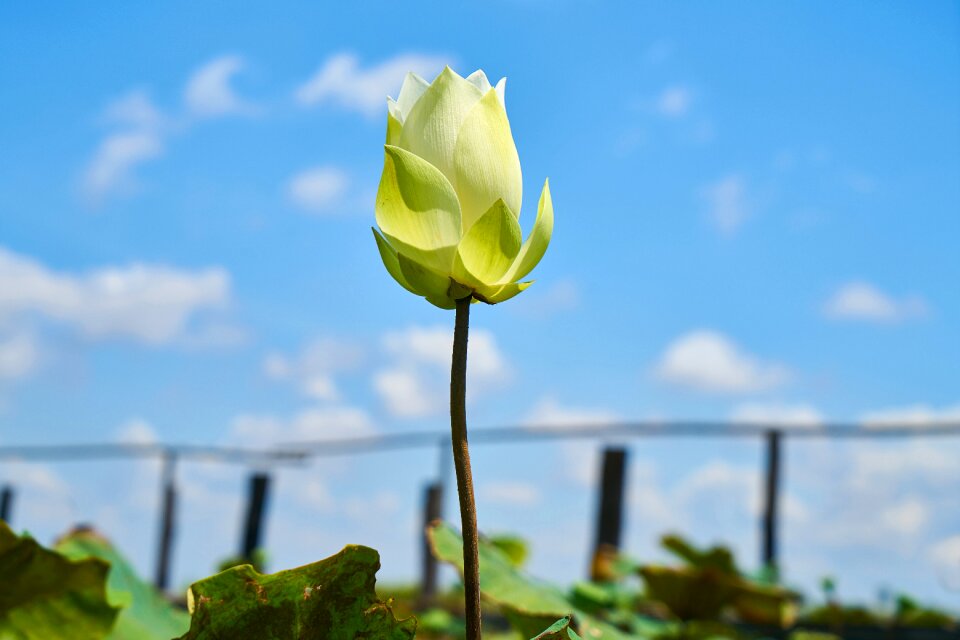 Plant beautiful flowers