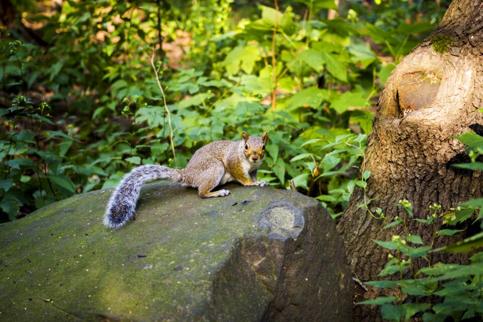 New york central park nature
