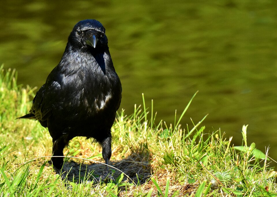 Black nature carrion crow