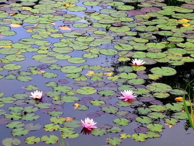 Blooms at water flower