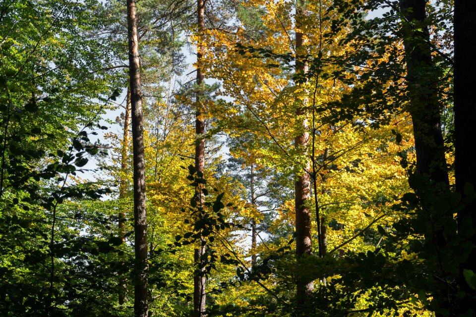 Autumn nature landscape photo