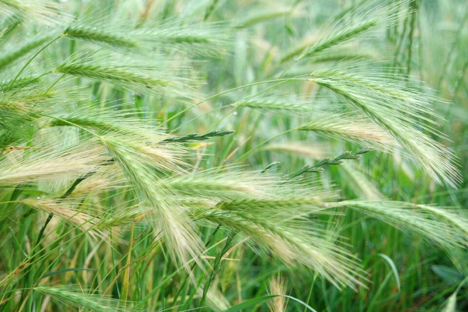 Plant barley feed arable