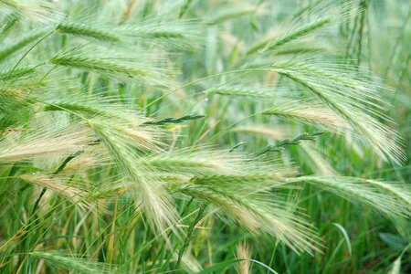 Plant barley feed arable