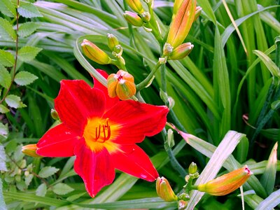 Lily lake summer