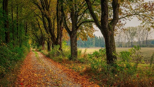 Forest nature tree lined avenue photo