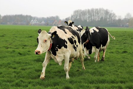 Animals cow spring