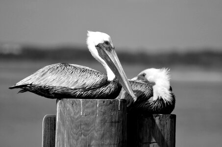 Wildlife nature pelican photo
