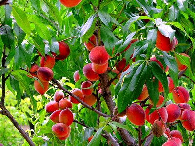 Peach mature garden