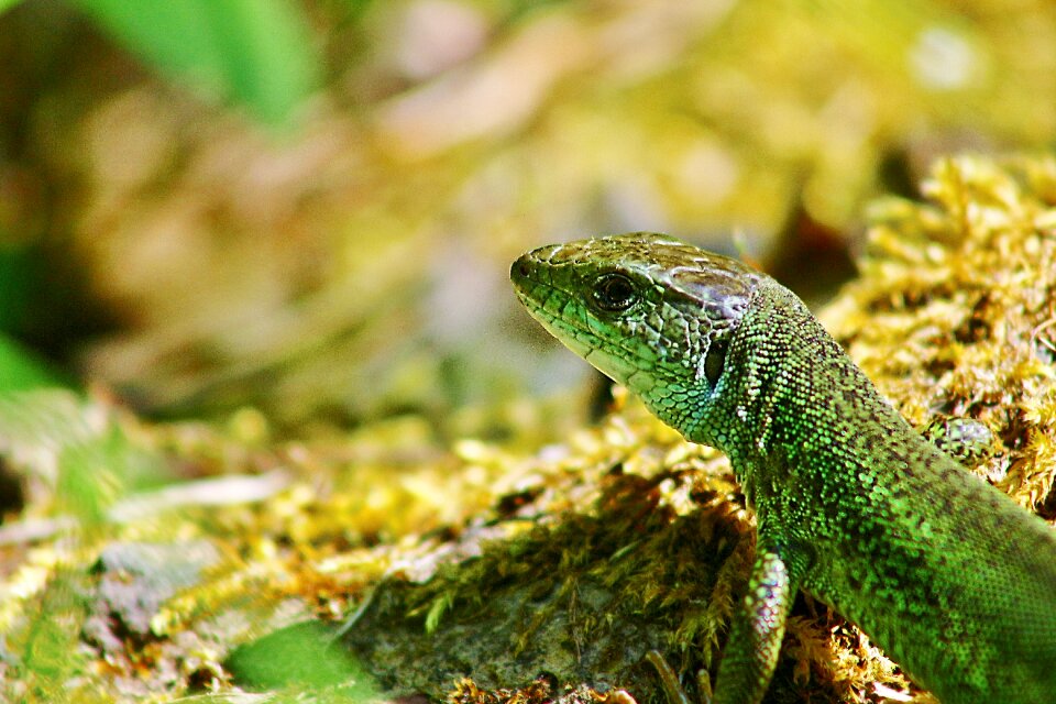 Lizard animal wildlife summer