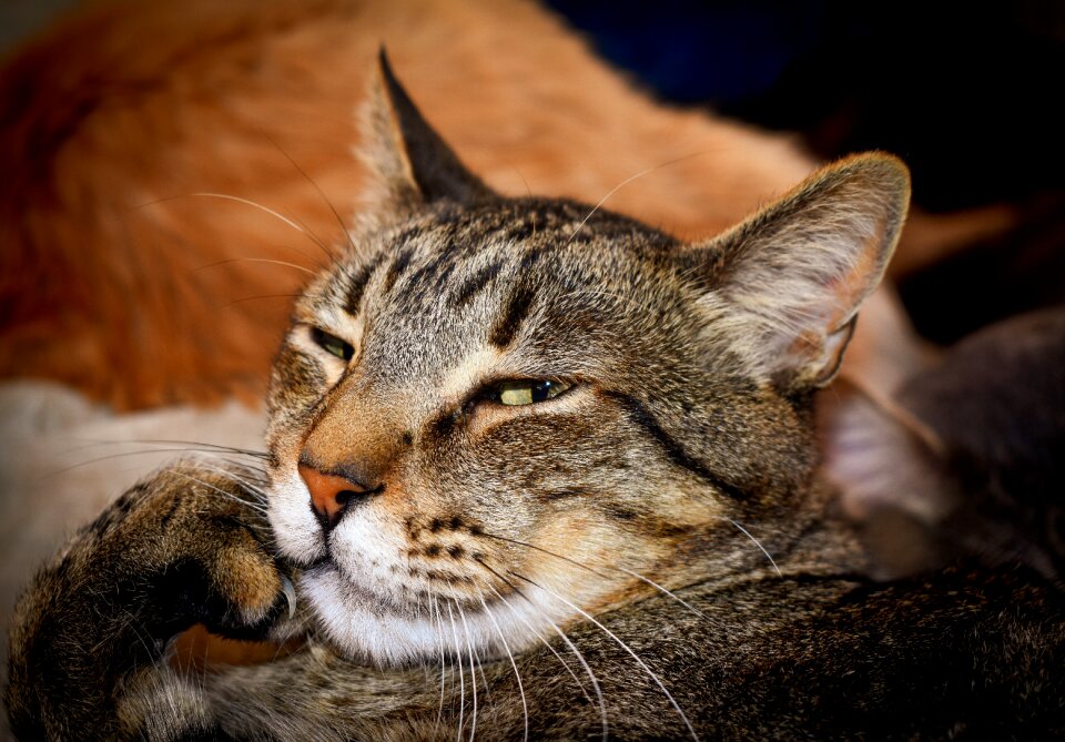Animal portrait domestic