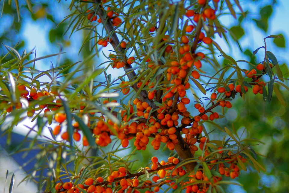 Orange plant summer