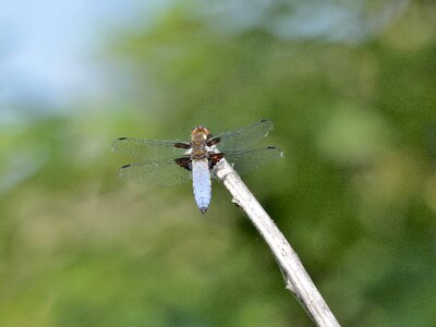 Animal dragonflies insects photo