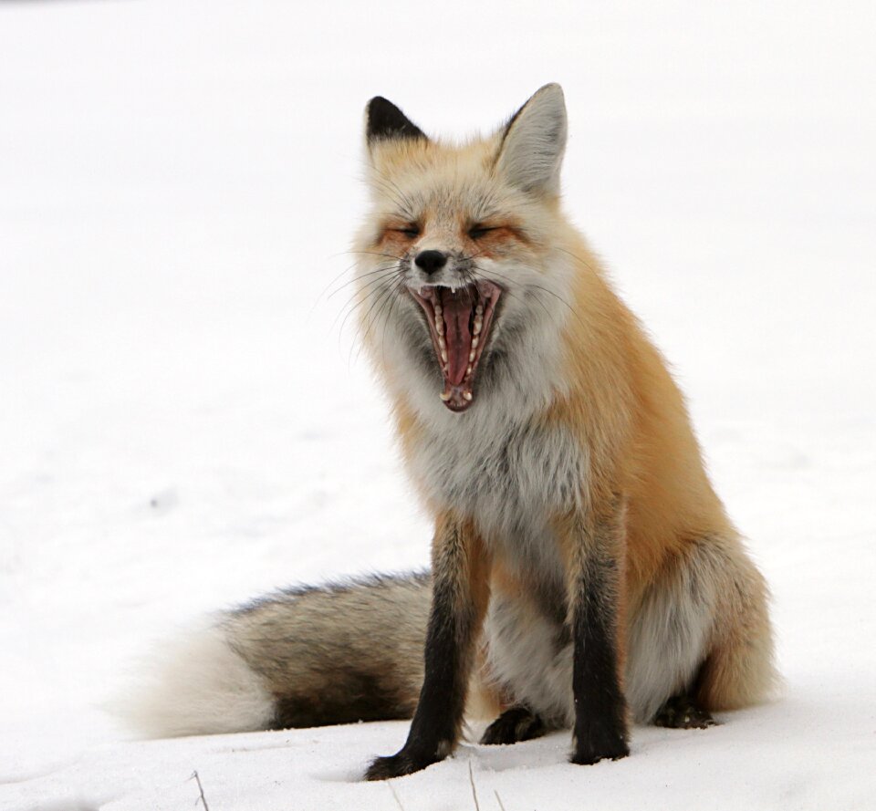 Nature predator wilderness