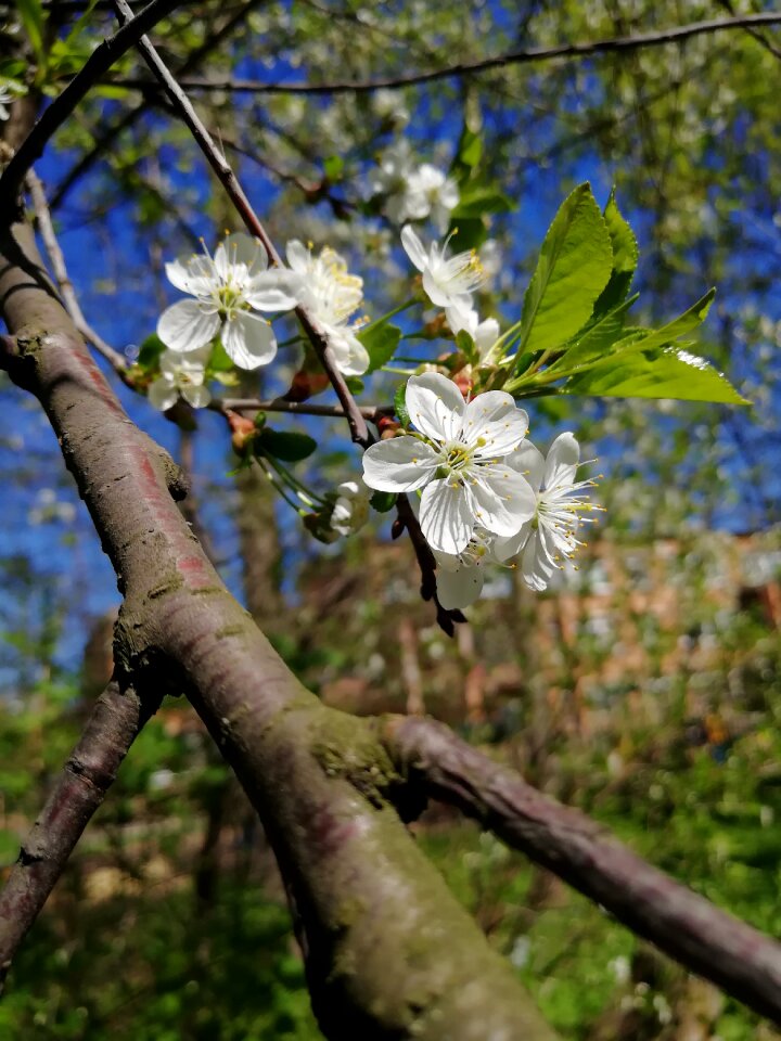 May cherry blossoms flowering tree photo