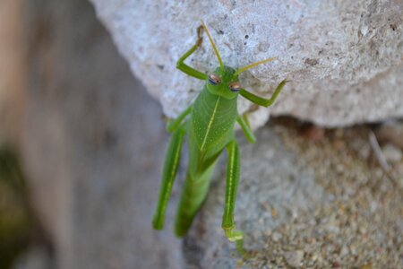 Closeup animal grasshopper