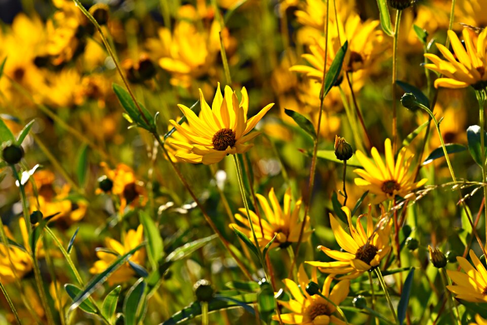 Blossom flower bed garden