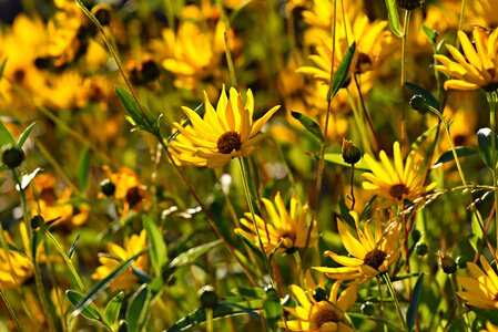 Blossom flower bed garden photo