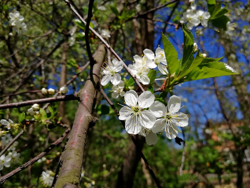 Garden flowering branch bloom