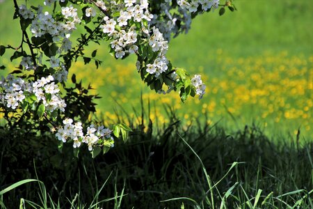 Lawn plant rural district photo