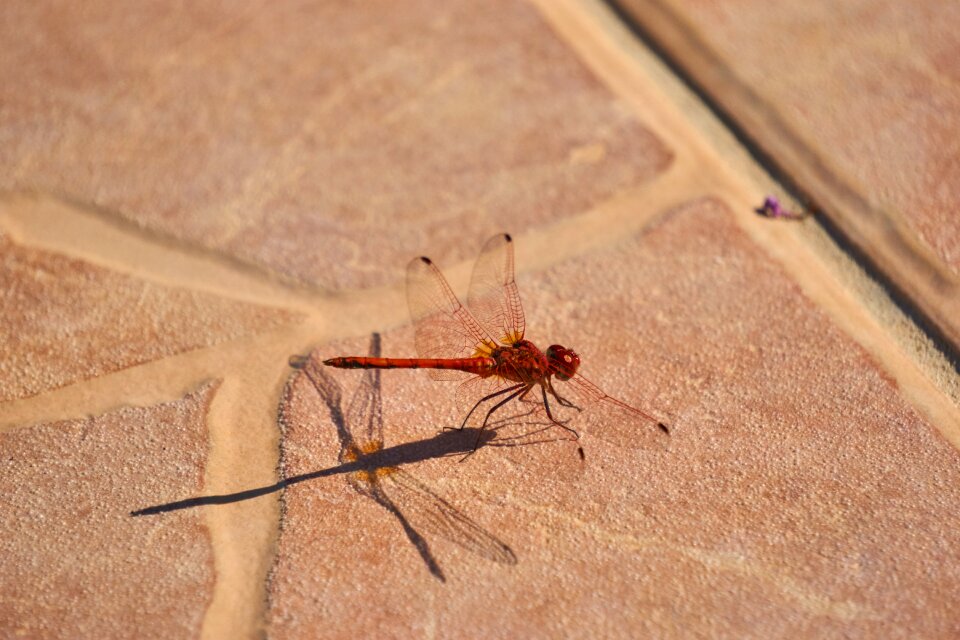 Nature wing close up