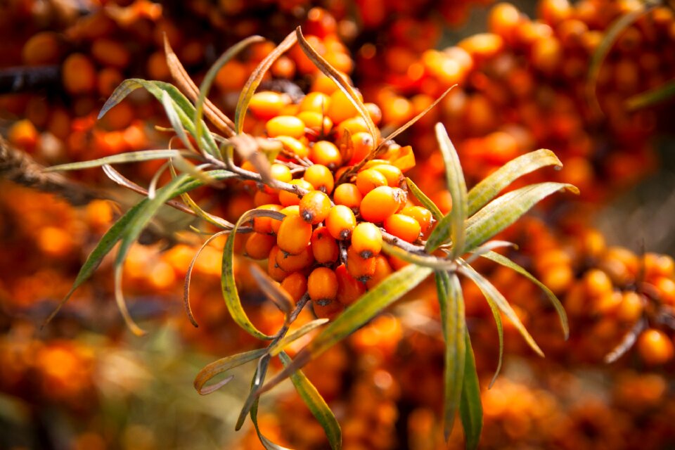 Nature coast bush
