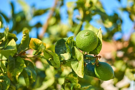 Sun summer fruit
