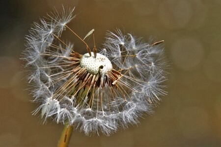 Plant fluffy near
