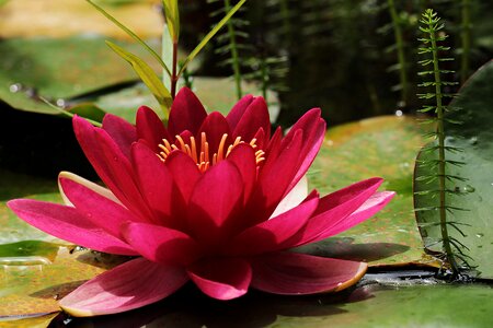 Flower bloom plant