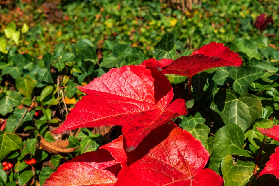 Autumn fall foliage fall color