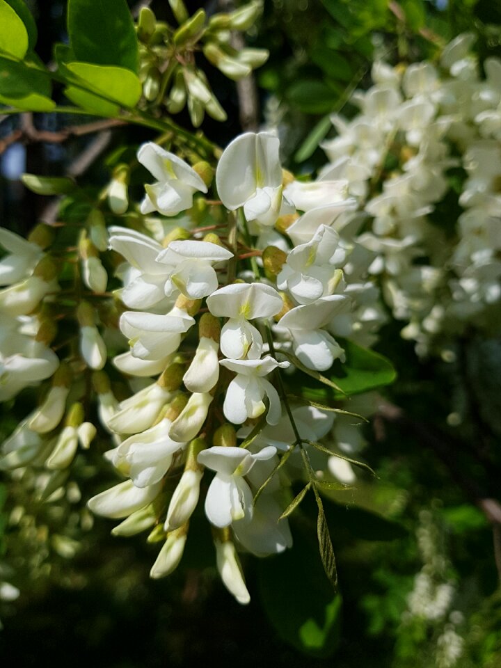 Garden sheet tree plant