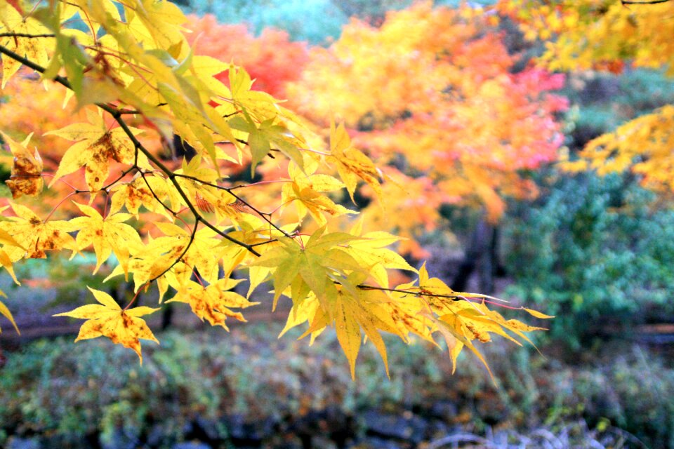 The leaves wood forest
