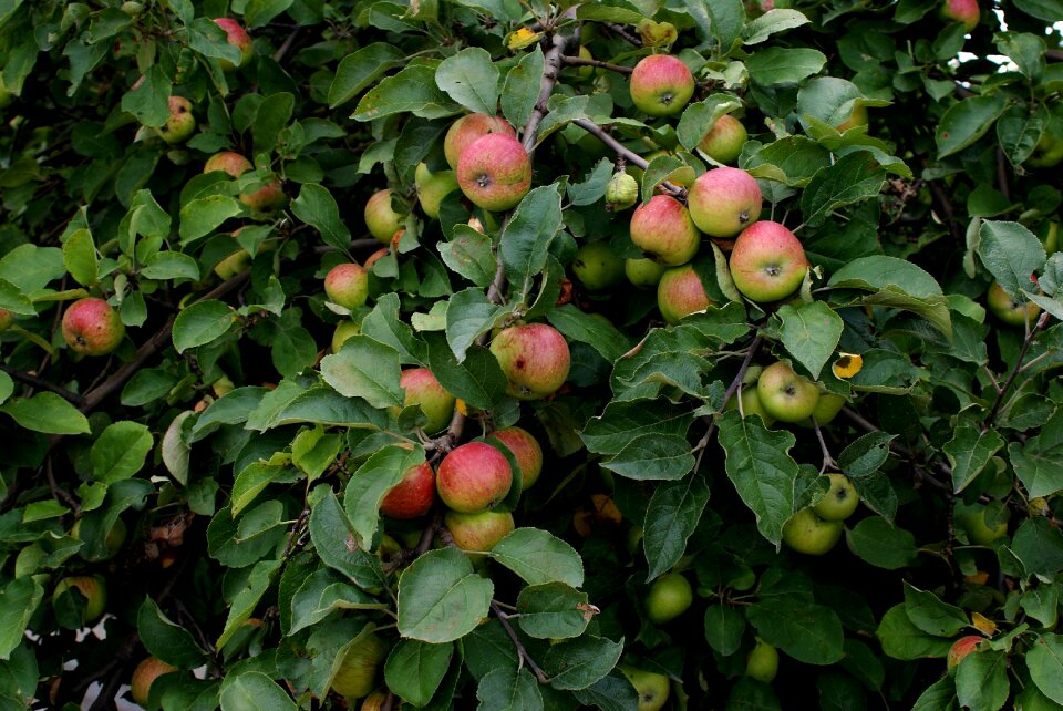Fruit mature foliage