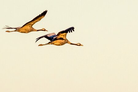 Bird wildlife beak