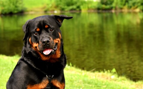Dog peaceful pet