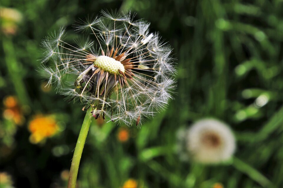Plant flower summer