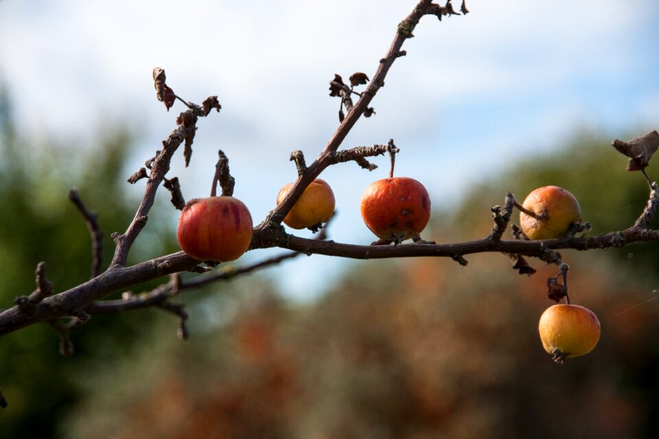 Nature harvest orchard