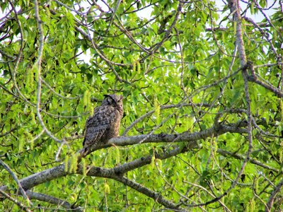Great bird tree
