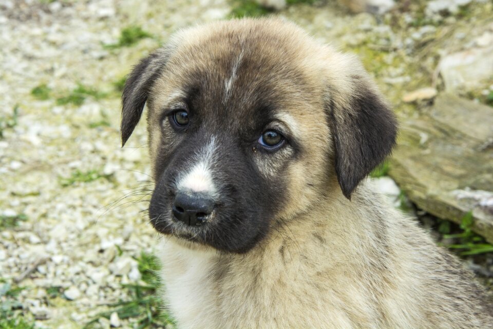 Cute pets portrait
