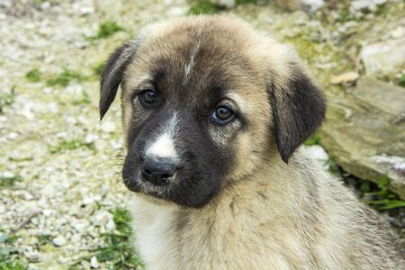 Cute pets portrait