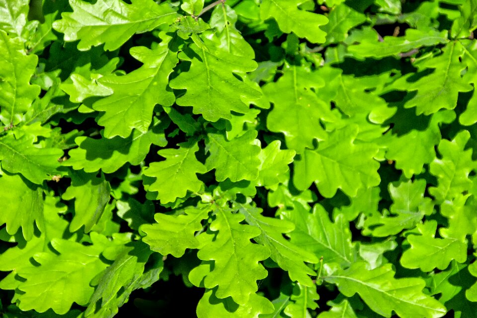 Leaves branch sunshine