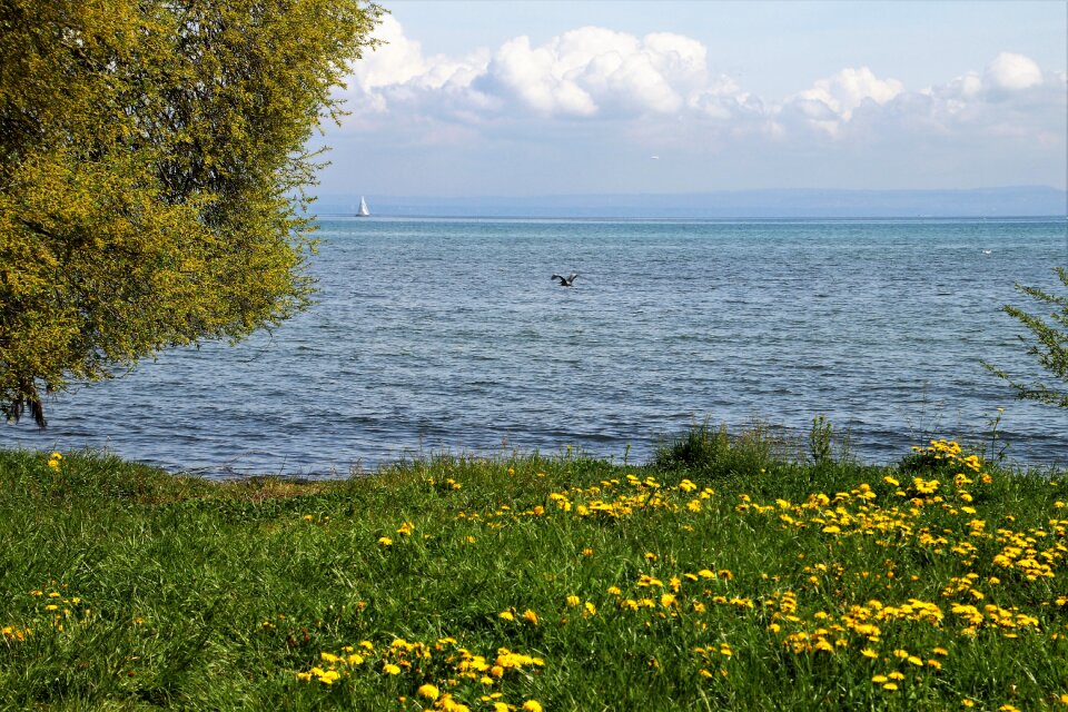 Dandelion flowering beach