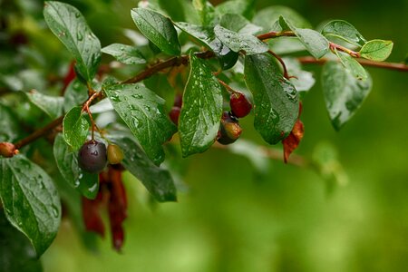 Berry nature bush