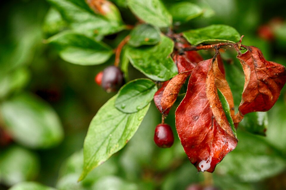 Berry nature bush